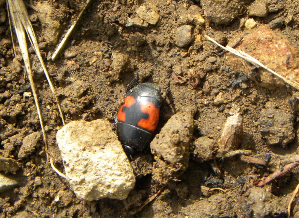 Histeridae: Hister cfr. quadrimaculatus